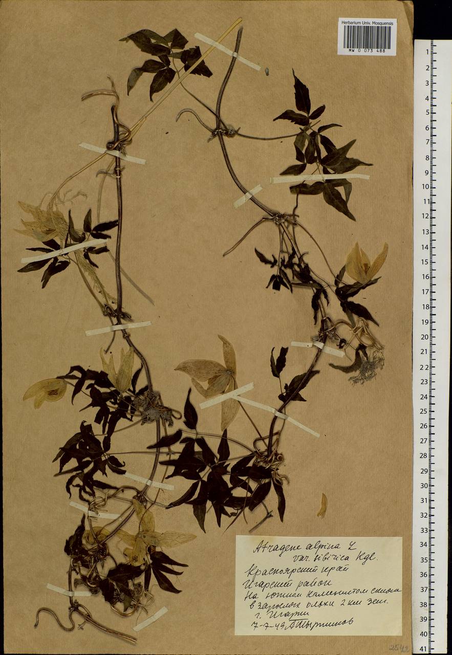 Clematis sibirica (L.) Mill., Siberia, Central Siberia (S3) (Russia)