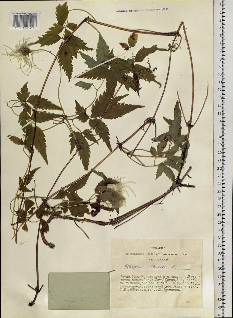 Clematis sibirica (L.) Mill., Siberia, Altai & Sayany Mountains (S2) (Russia)