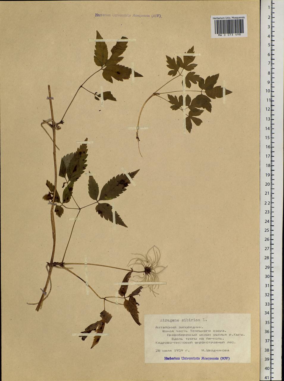 Clematis sibirica (L.) Mill., Siberia, Altai & Sayany Mountains (S2) (Russia)