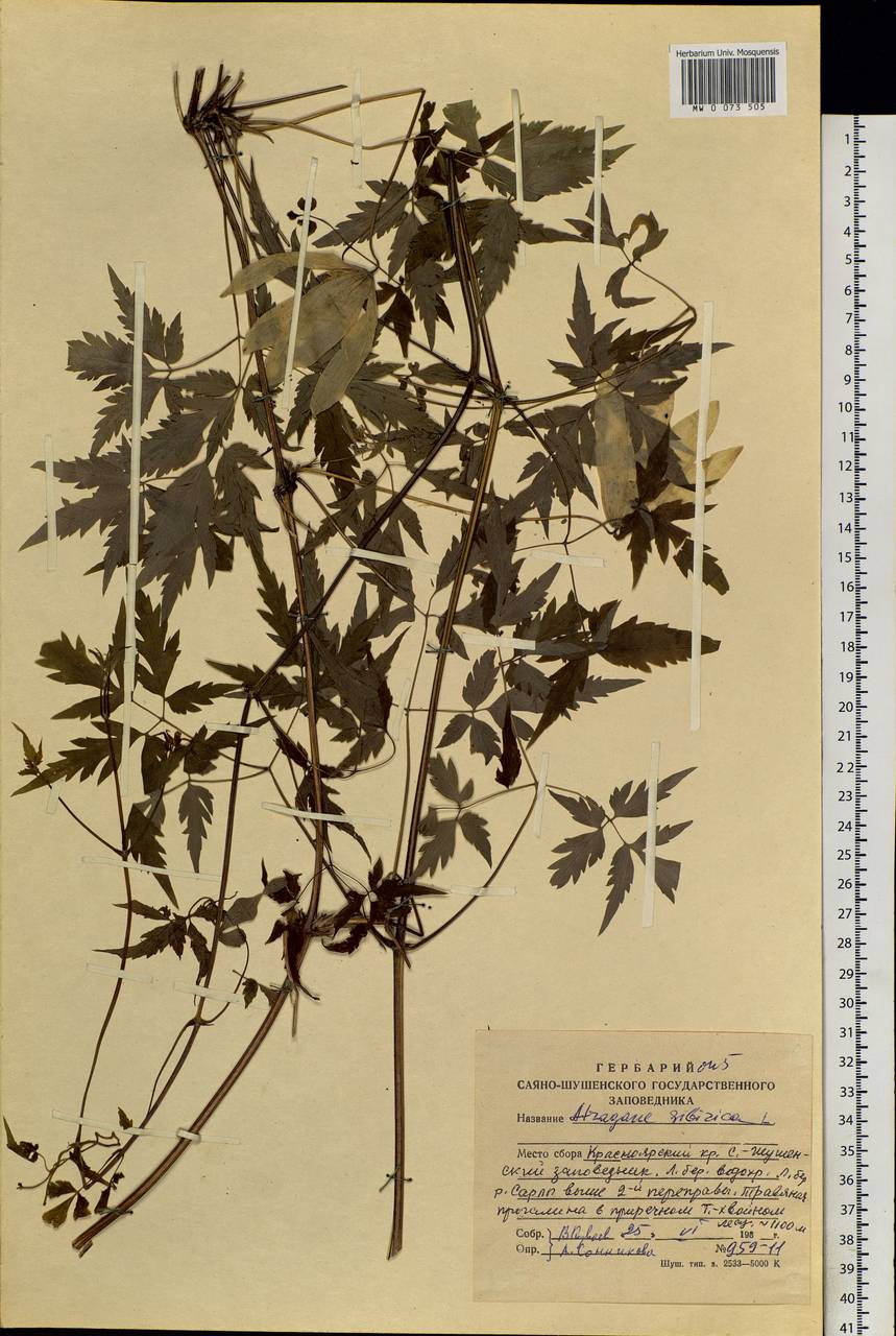 Clematis sibirica (L.) Mill., Siberia, Altai & Sayany Mountains (S2) (Russia)