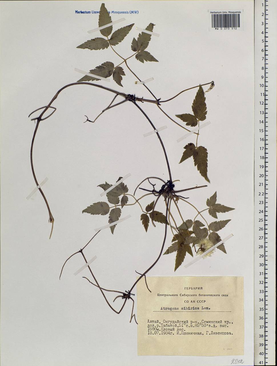 Clematis sibirica (L.) Mill., Siberia, Altai & Sayany Mountains (S2) (Russia)