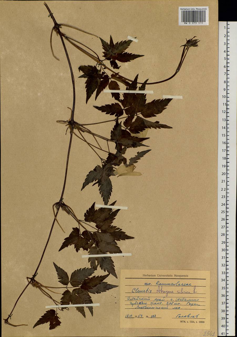 Clematis sibirica (L.) Mill., Siberia, Altai & Sayany Mountains (S2) (Russia)