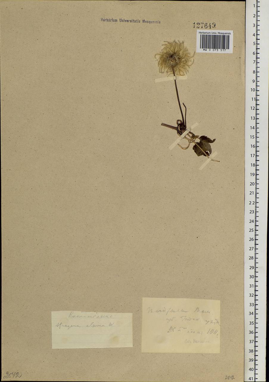 Clematis sibirica (L.) Mill., Siberia, Altai & Sayany Mountains (S2) (Russia)