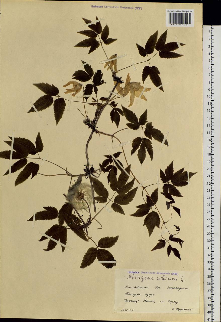 Clematis sibirica (L.) Mill., Siberia, Altai & Sayany Mountains (S2) (Russia)