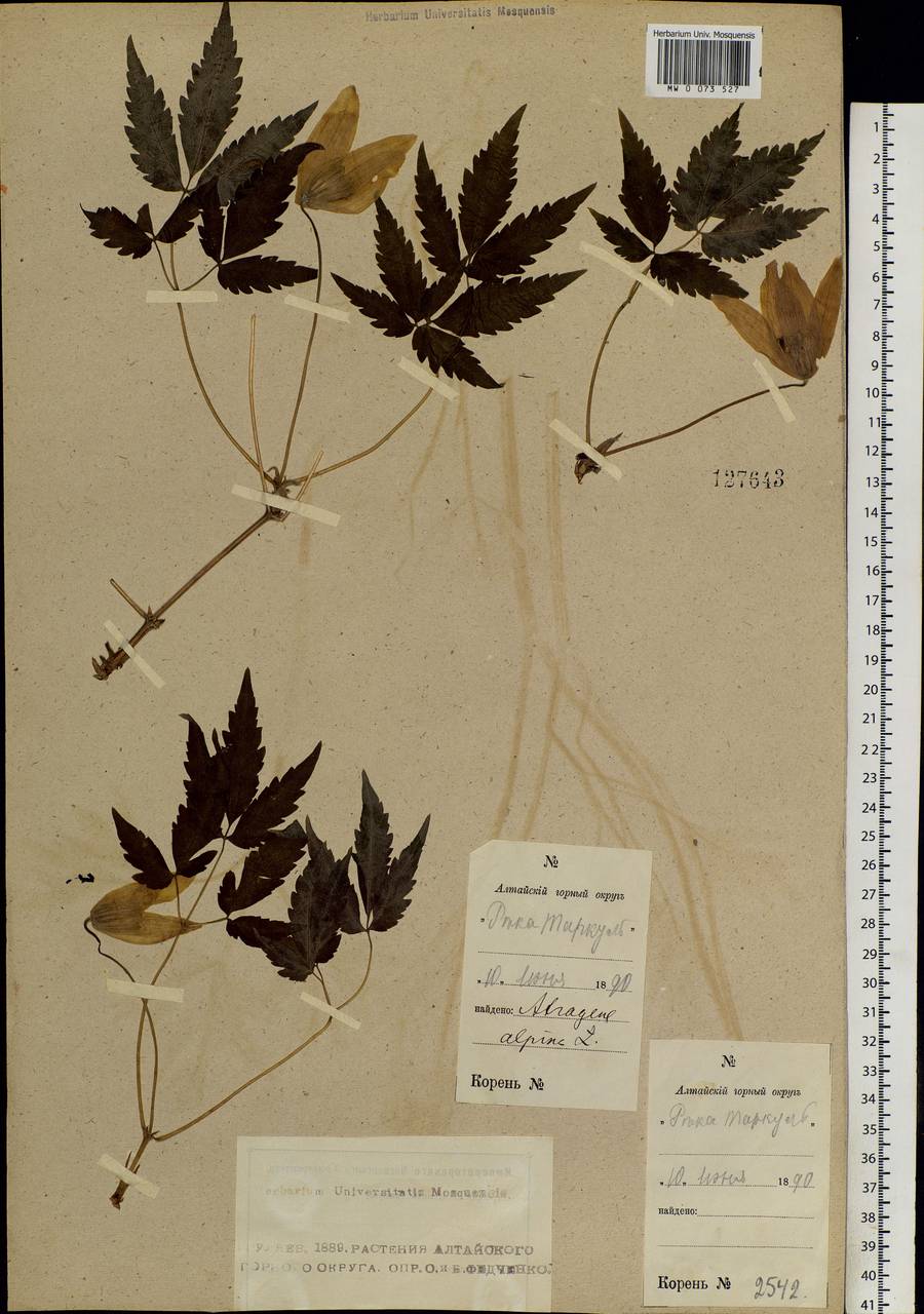 Clematis sibirica (L.) Mill., Siberia, Altai & Sayany Mountains (S2) (Russia)