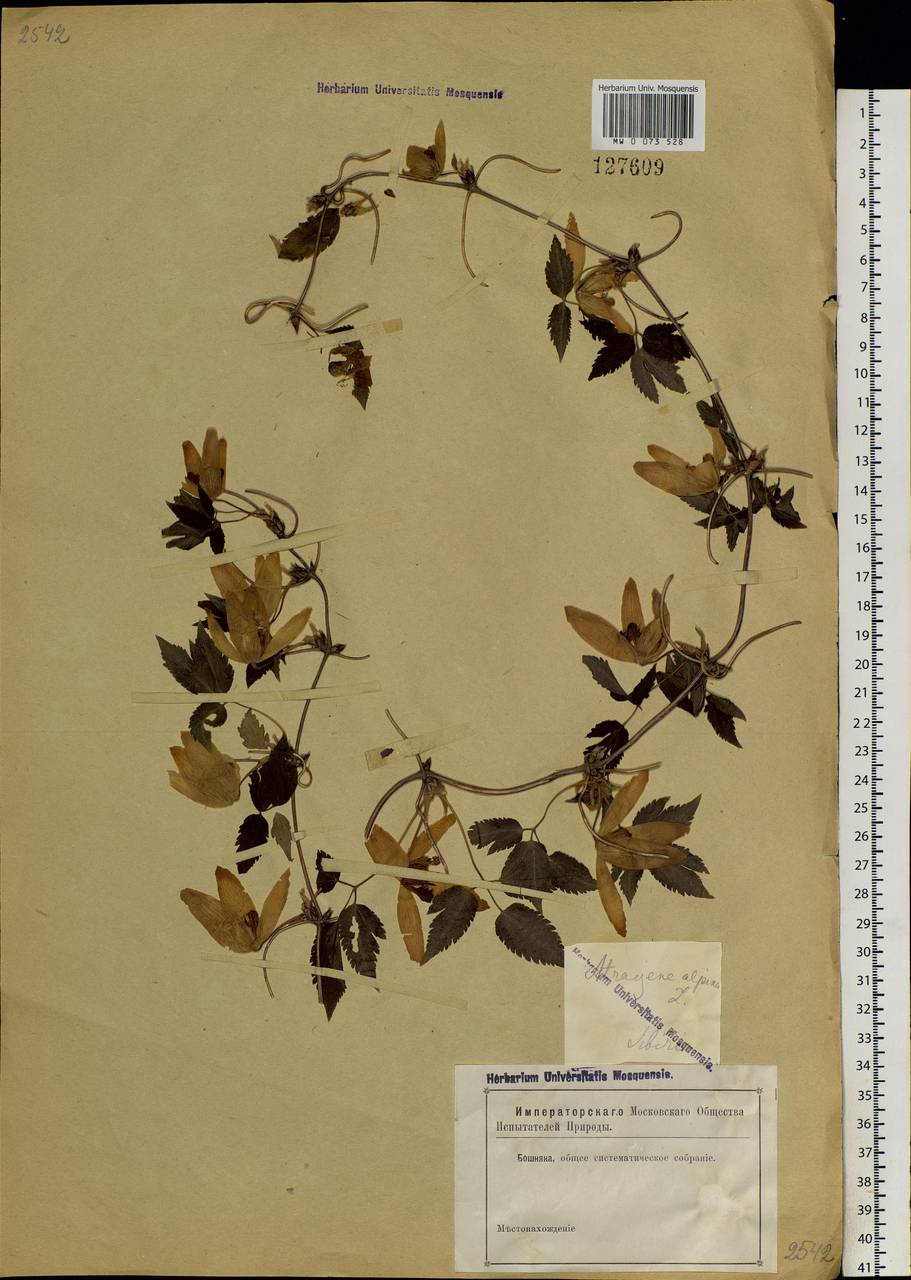 Clematis sibirica (L.) Mill., Siberia, Altai & Sayany Mountains (S2) (Russia)