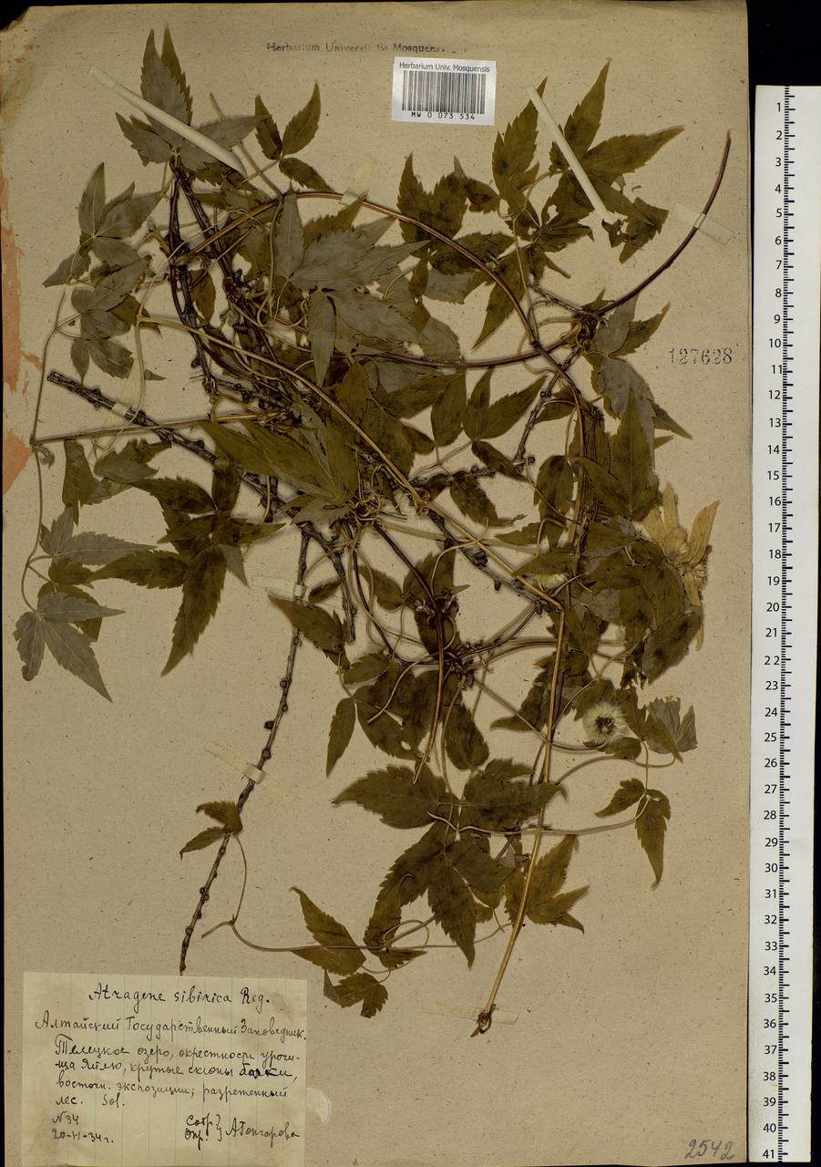 Clematis sibirica (L.) Mill., Siberia, Altai & Sayany Mountains (S2) (Russia)