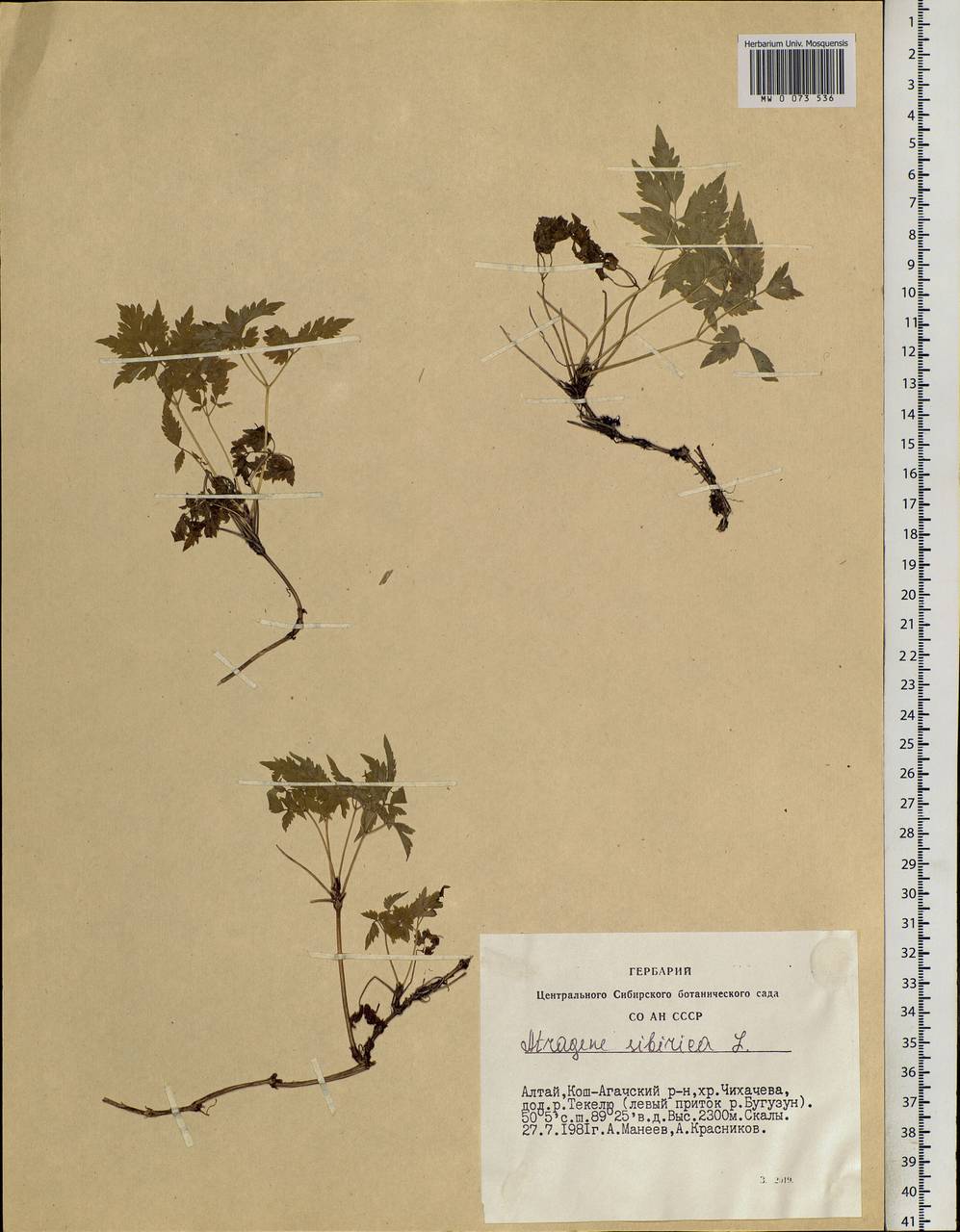 Clematis sibirica (L.) Mill., Siberia, Altai & Sayany Mountains (S2) (Russia)