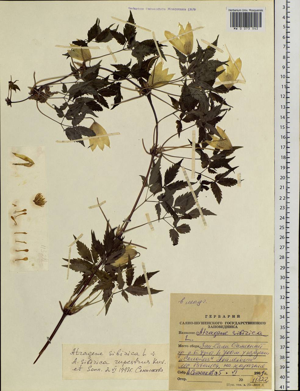 Clematis sibirica (L.) Mill., Siberia, Altai & Sayany Mountains (S2) (Russia)