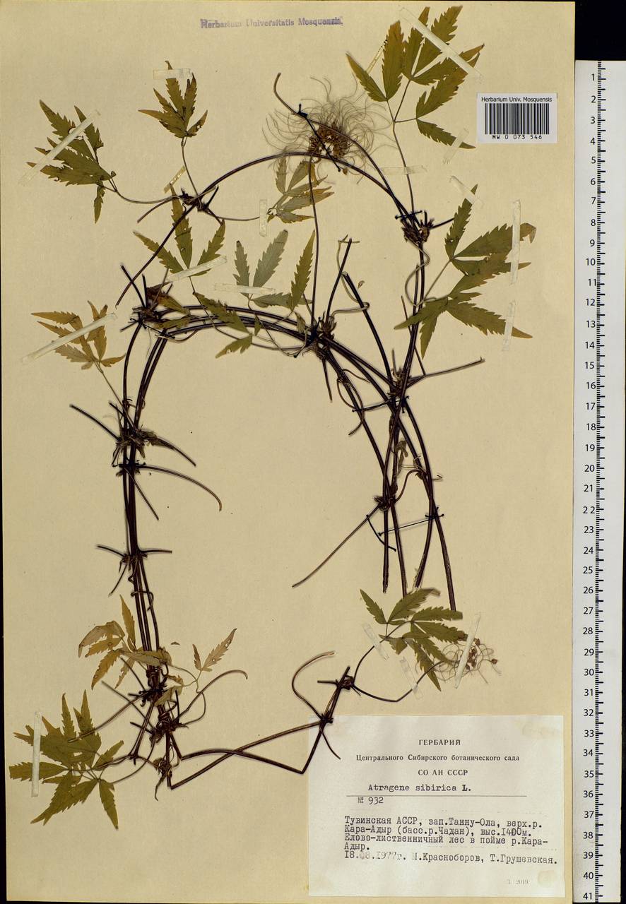 Clematis sibirica (L.) Mill., Siberia, Altai & Sayany Mountains (S2) (Russia)