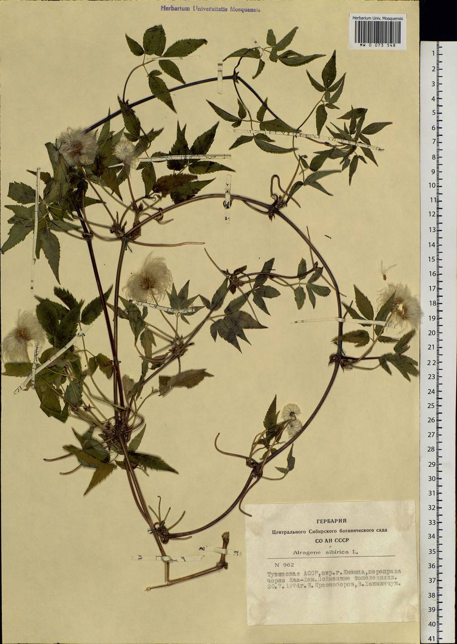 Clematis sibirica (L.) Mill., Siberia, Altai & Sayany Mountains (S2) (Russia)