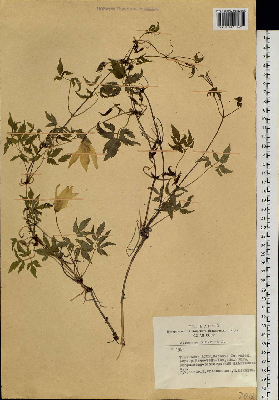 Clematis sibirica (L.) Mill., Siberia, Altai & Sayany Mountains (S2) (Russia)