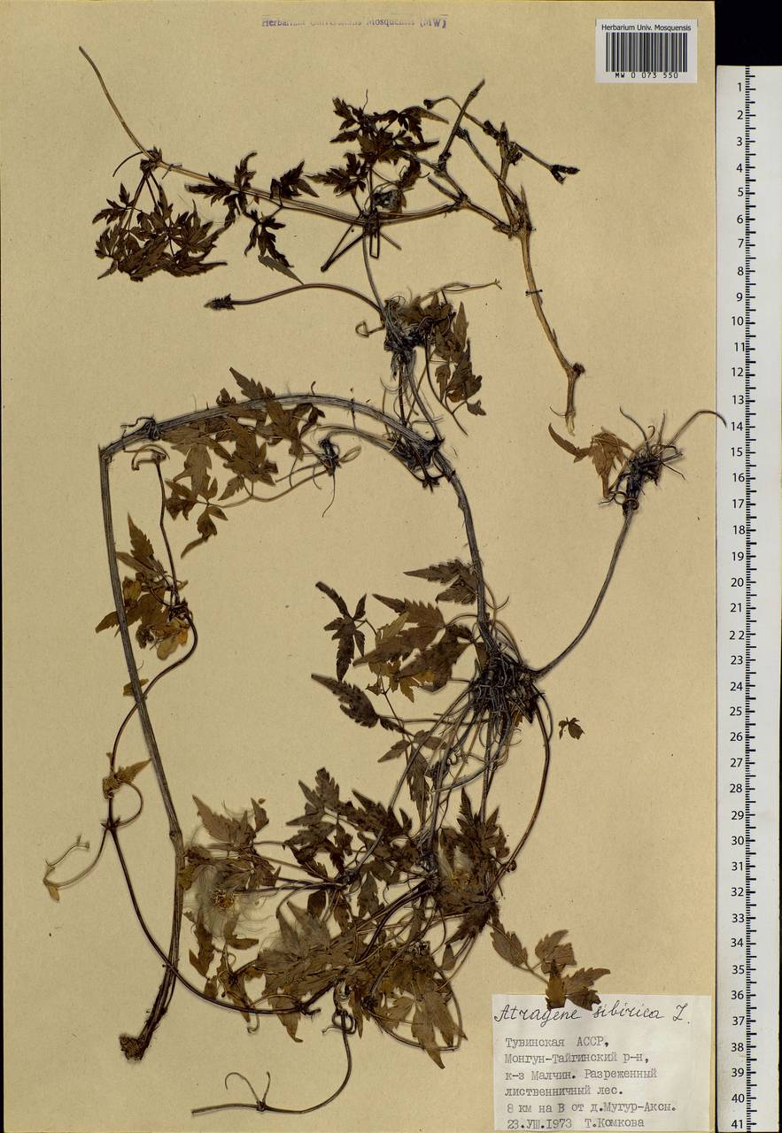 Clematis sibirica (L.) Mill., Siberia, Altai & Sayany Mountains (S2) (Russia)