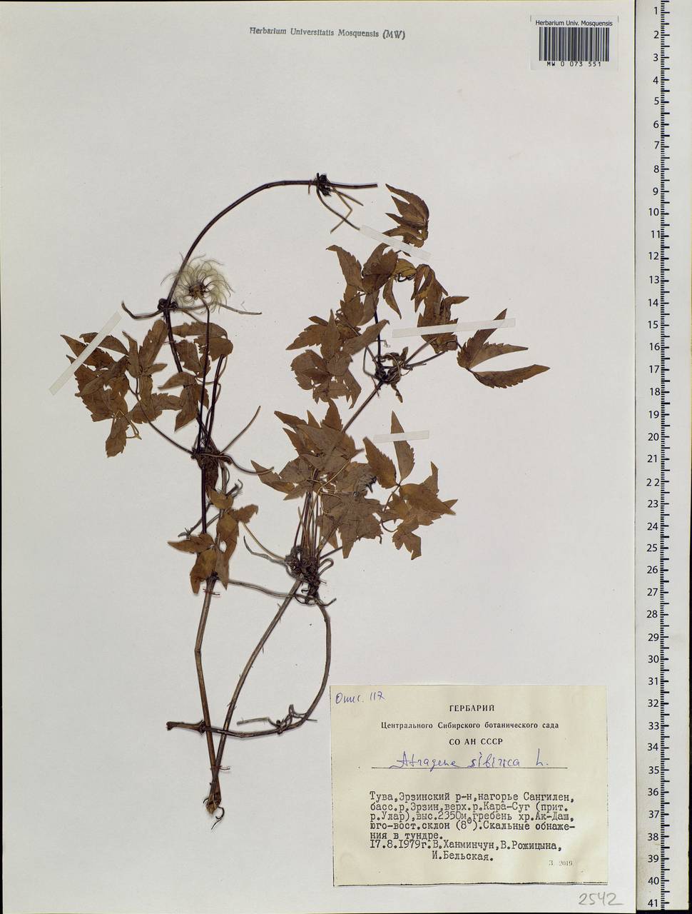 Clematis sibirica (L.) Mill., Siberia, Altai & Sayany Mountains (S2) (Russia)