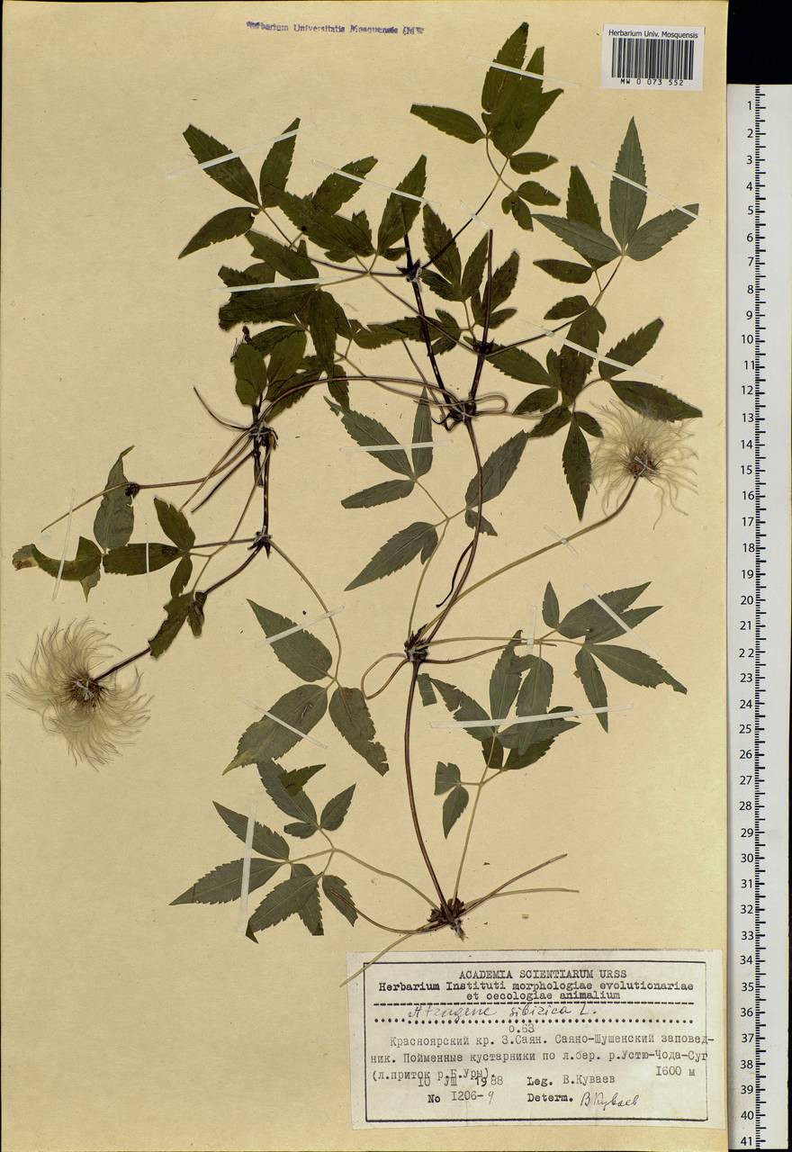 Clematis sibirica (L.) Mill., Siberia, Altai & Sayany Mountains (S2) (Russia)