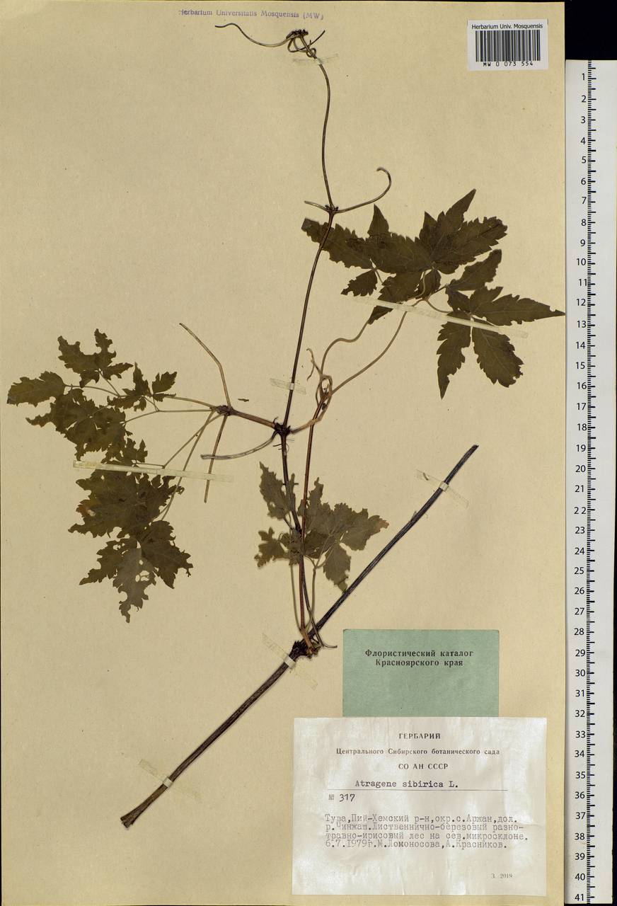 Clematis sibirica (L.) Mill., Siberia, Altai & Sayany Mountains (S2) (Russia)