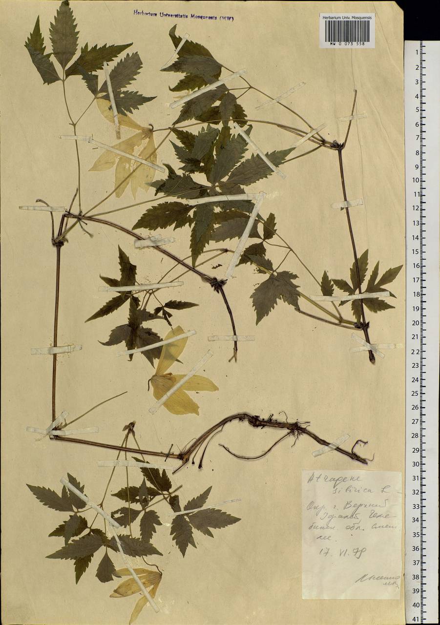 Clematis sibirica (L.) Mill., Eastern Europe, Eastern region (E10) (Russia)