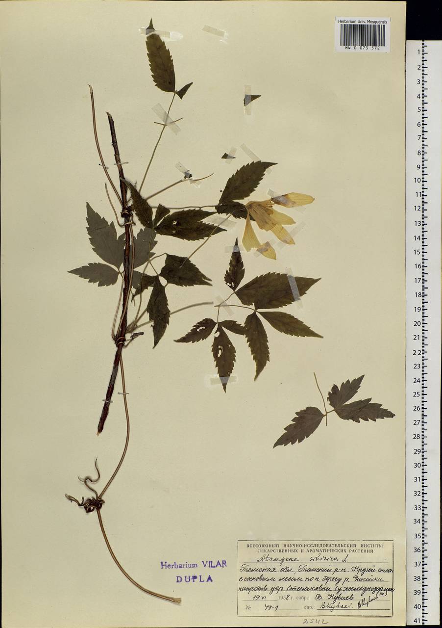 Clematis sibirica (L.) Mill., Siberia, Western Siberia (S1) (Russia)