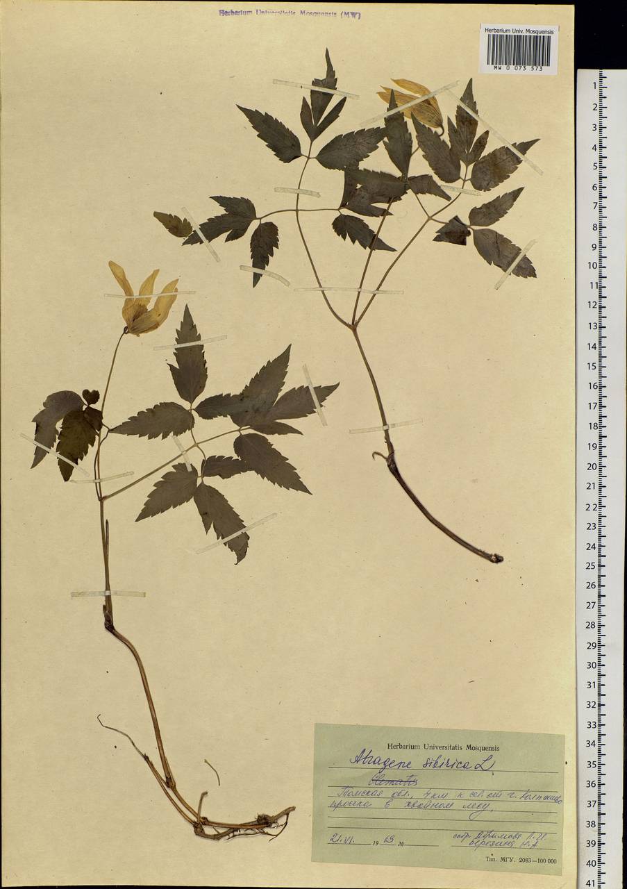 Clematis sibirica (L.) Mill., Siberia, Western Siberia (S1) (Russia)