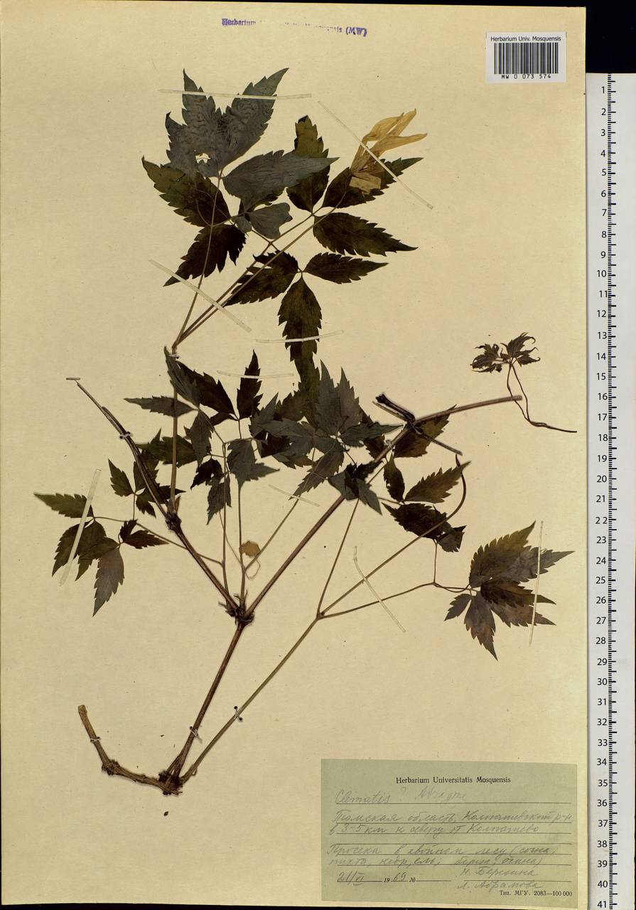 Clematis sibirica (L.) Mill., Siberia, Western Siberia (S1) (Russia)