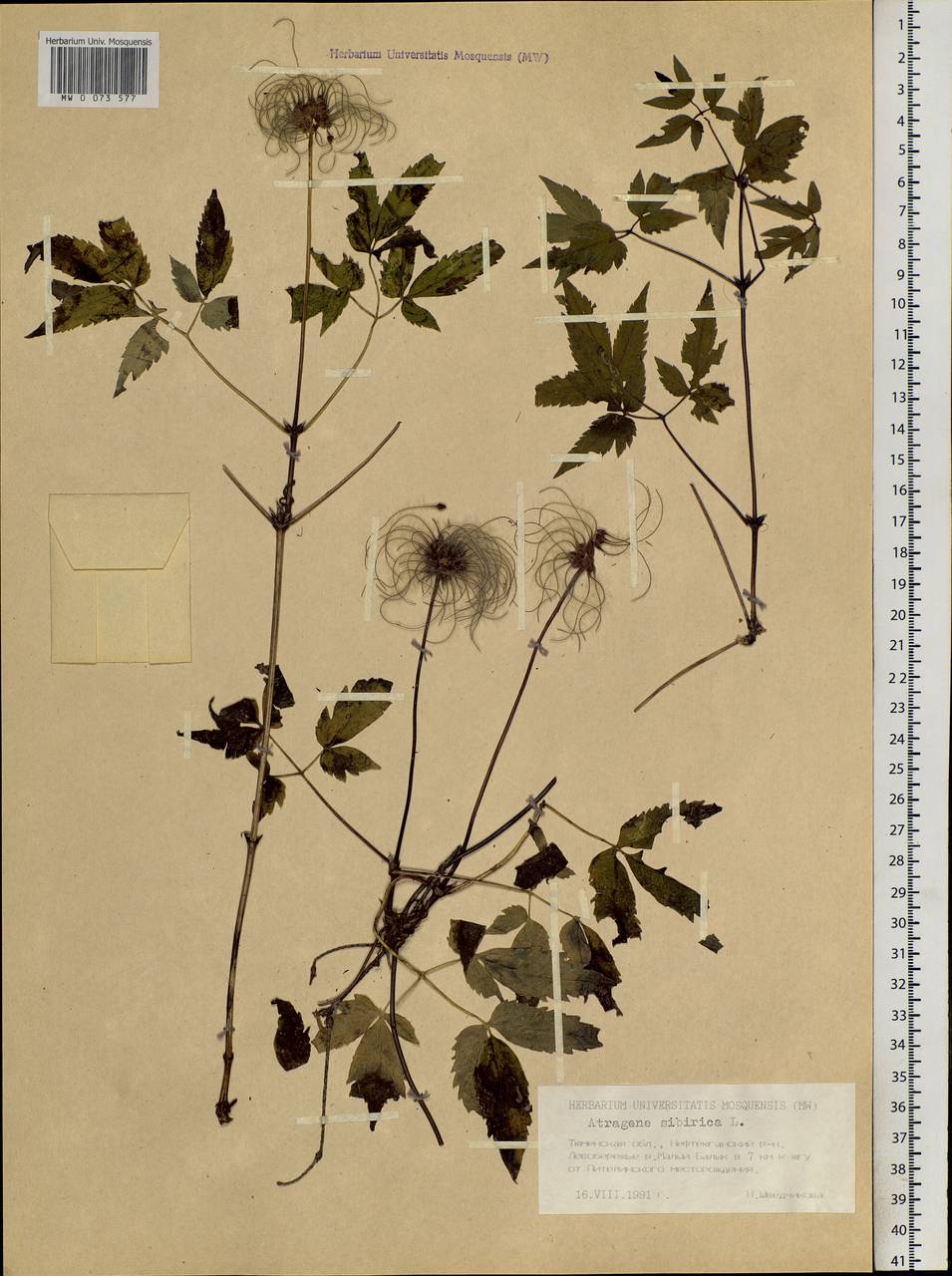 Clematis sibirica (L.) Mill., Siberia, Western Siberia (S1) (Russia)