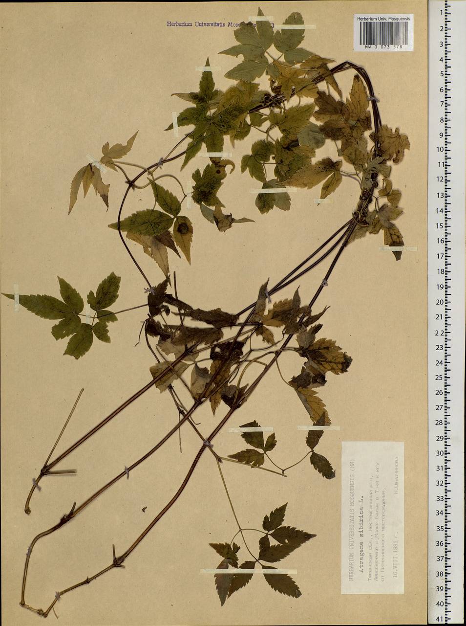 Clematis sibirica (L.) Mill., Siberia, Western Siberia (S1) (Russia)