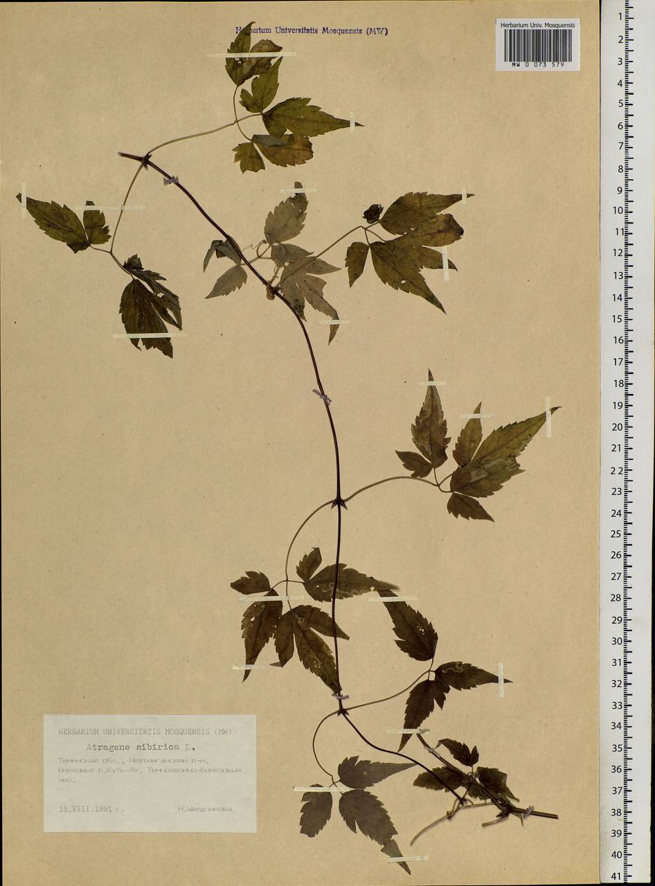 Clematis sibirica (L.) Mill., Siberia, Western Siberia (S1) (Russia)