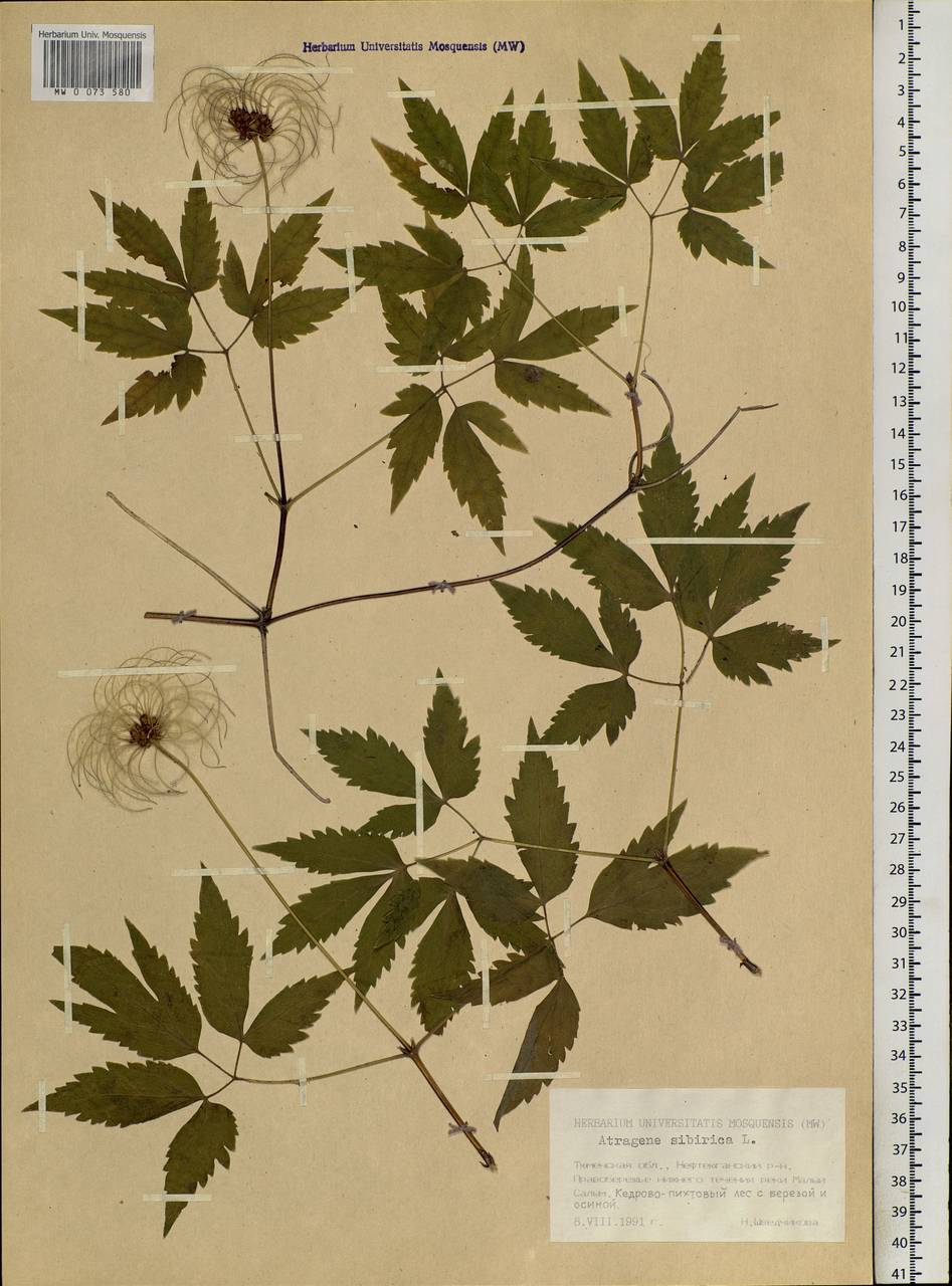 Clematis sibirica (L.) Mill., Siberia, Western Siberia (S1) (Russia)