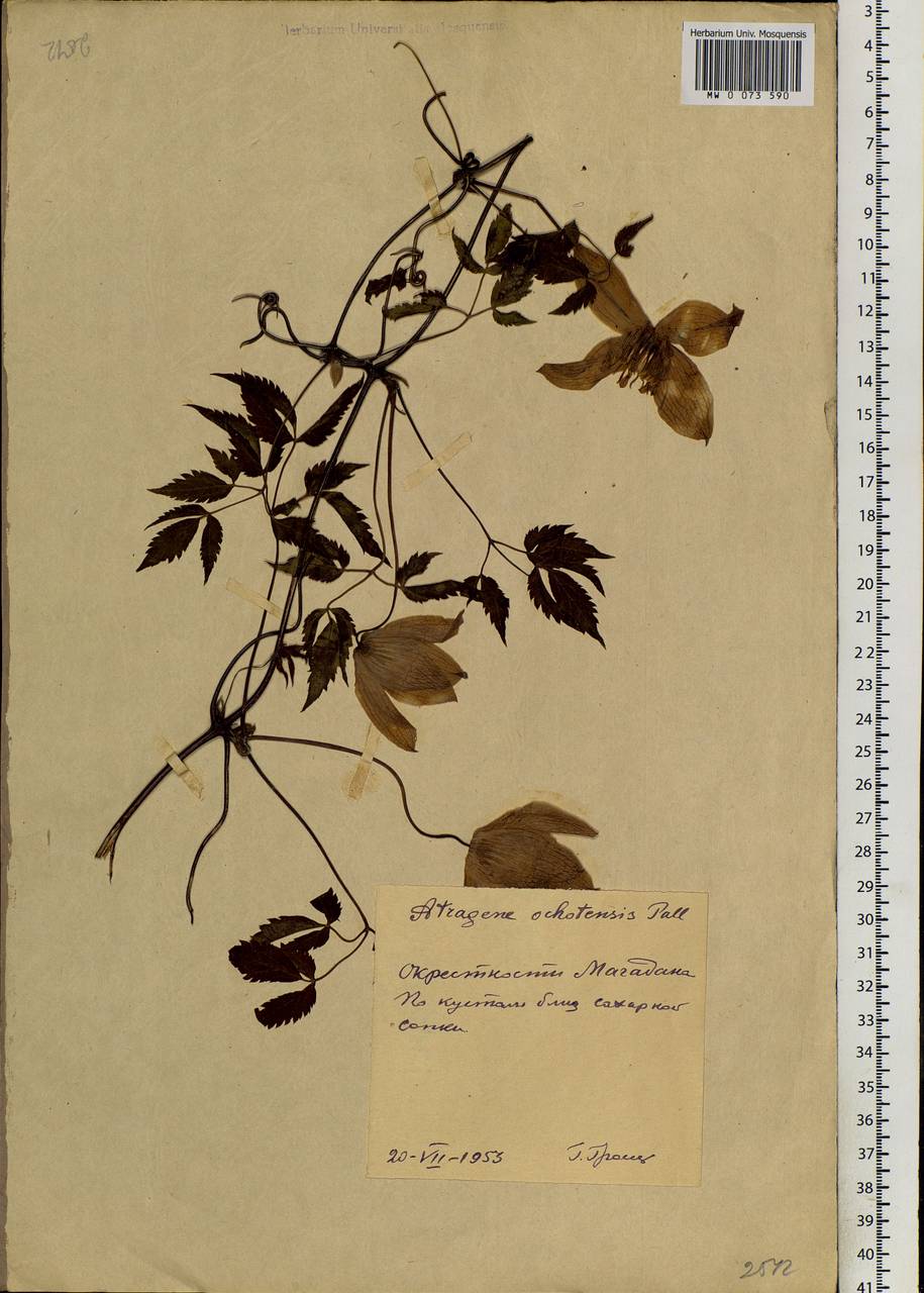 Clematis ochotensis (Pall.) Poir., Siberia, Chukotka & Kamchatka (S7) (Russia)