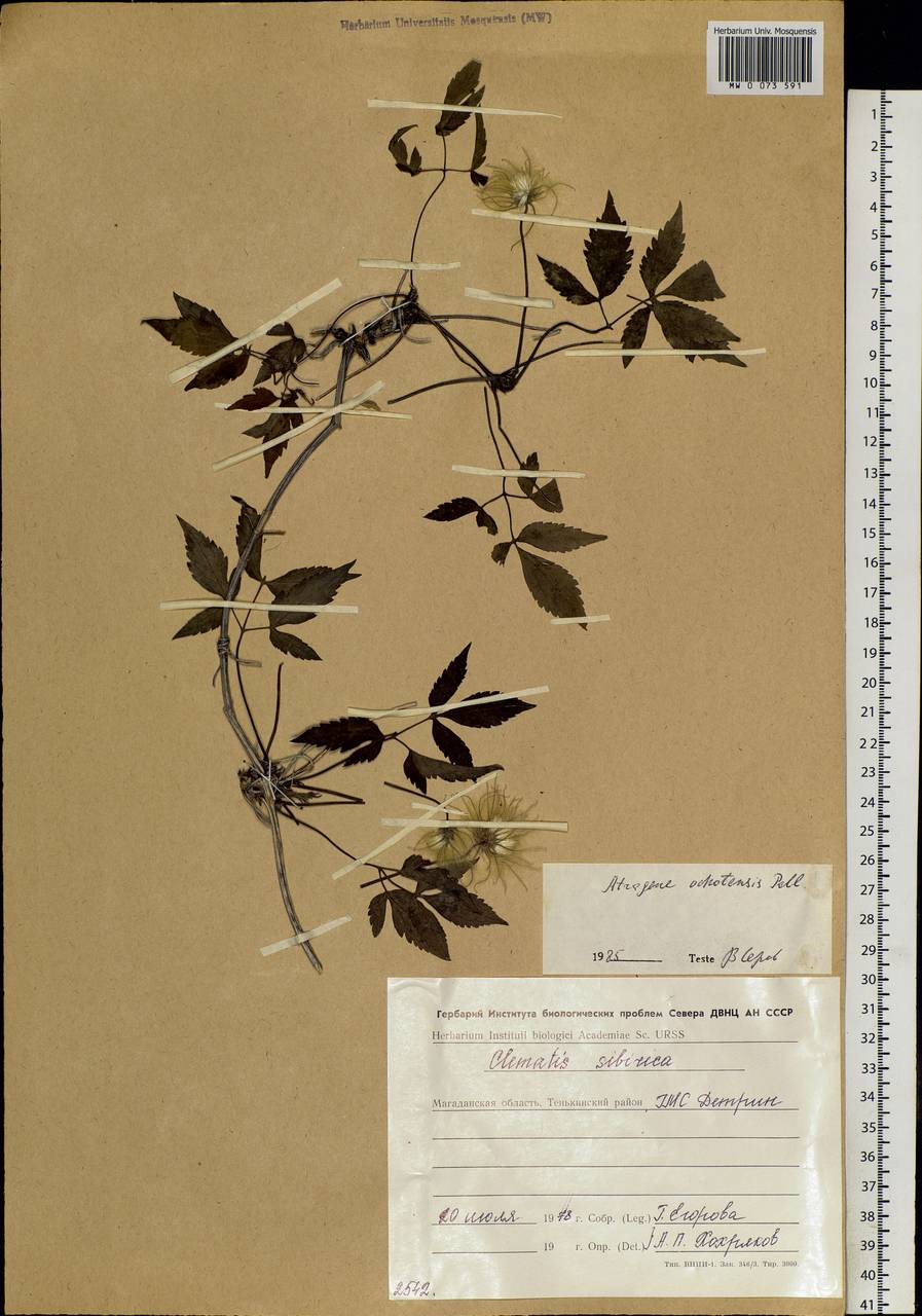 Clematis ochotensis (Pall.) Poir., Siberia, Chukotka & Kamchatka (S7) (Russia)