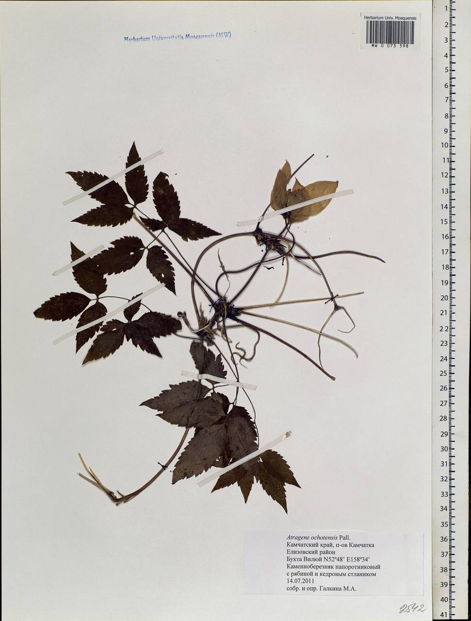 Clematis ochotensis (Pall.) Poir., Siberia, Chukotka & Kamchatka (S7) (Russia)