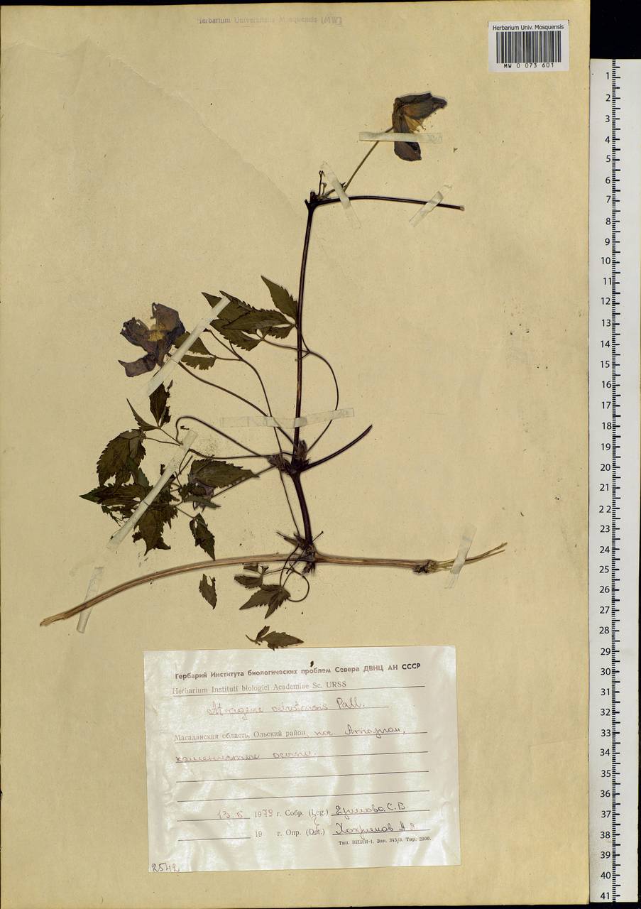 Clematis ochotensis (Pall.) Poir., Siberia, Chukotka & Kamchatka (S7) (Russia)