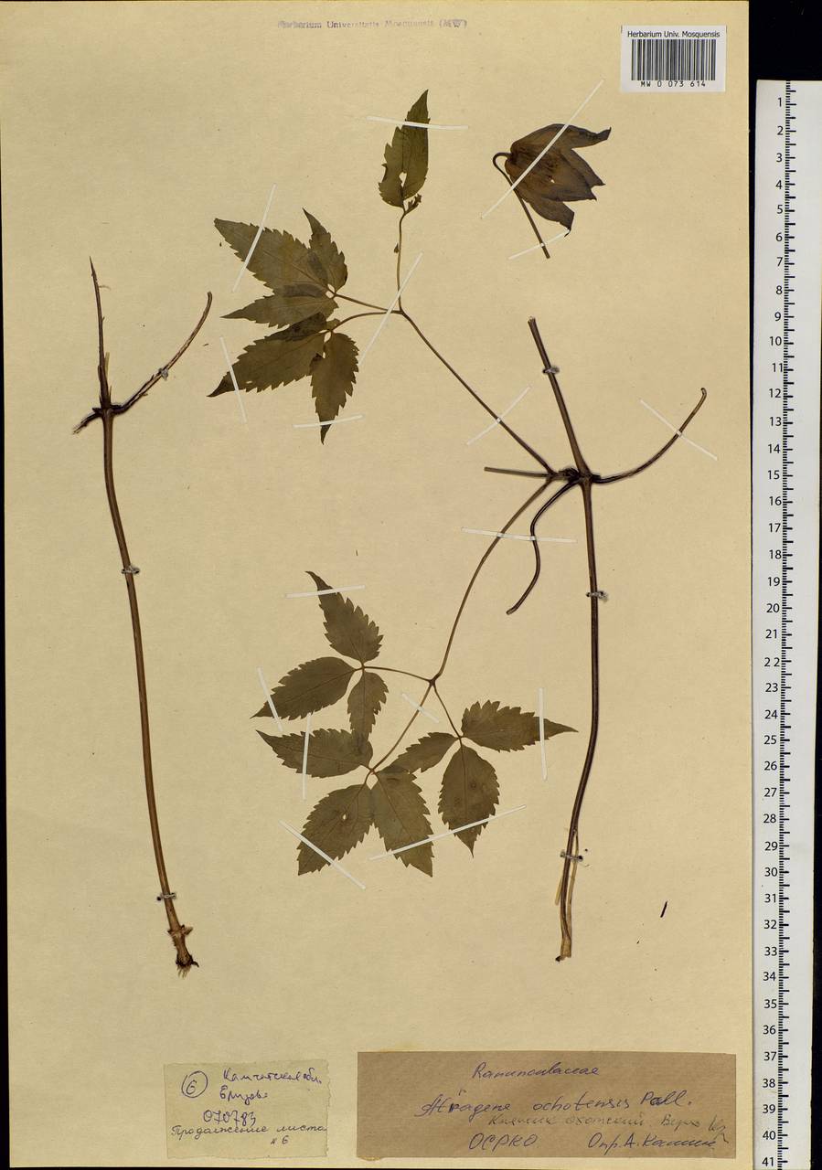 Clematis ochotensis (Pall.) Poir., Siberia, Chukotka & Kamchatka (S7) (Russia)