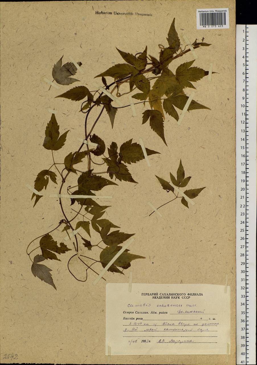 Clematis ochotensis (Pall.) Poir., Siberia, Russian Far East (S6) (Russia)