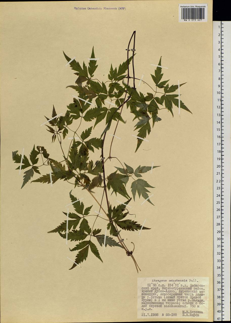 Clematis ochotensis (Pall.) Poir., Siberia, Russian Far East (S6) (Russia)