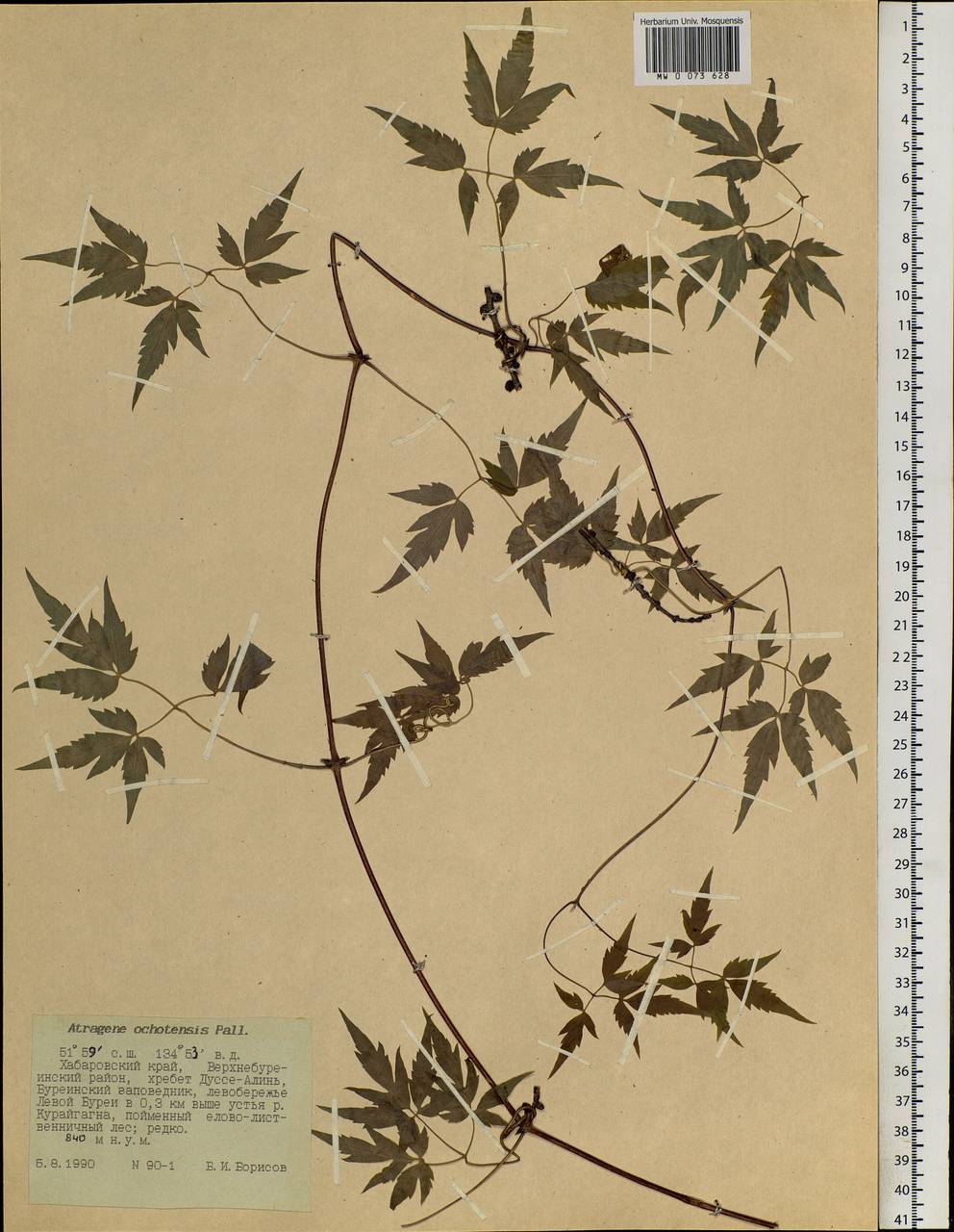 Clematis ochotensis (Pall.) Poir., Siberia, Russian Far East (S6) (Russia)