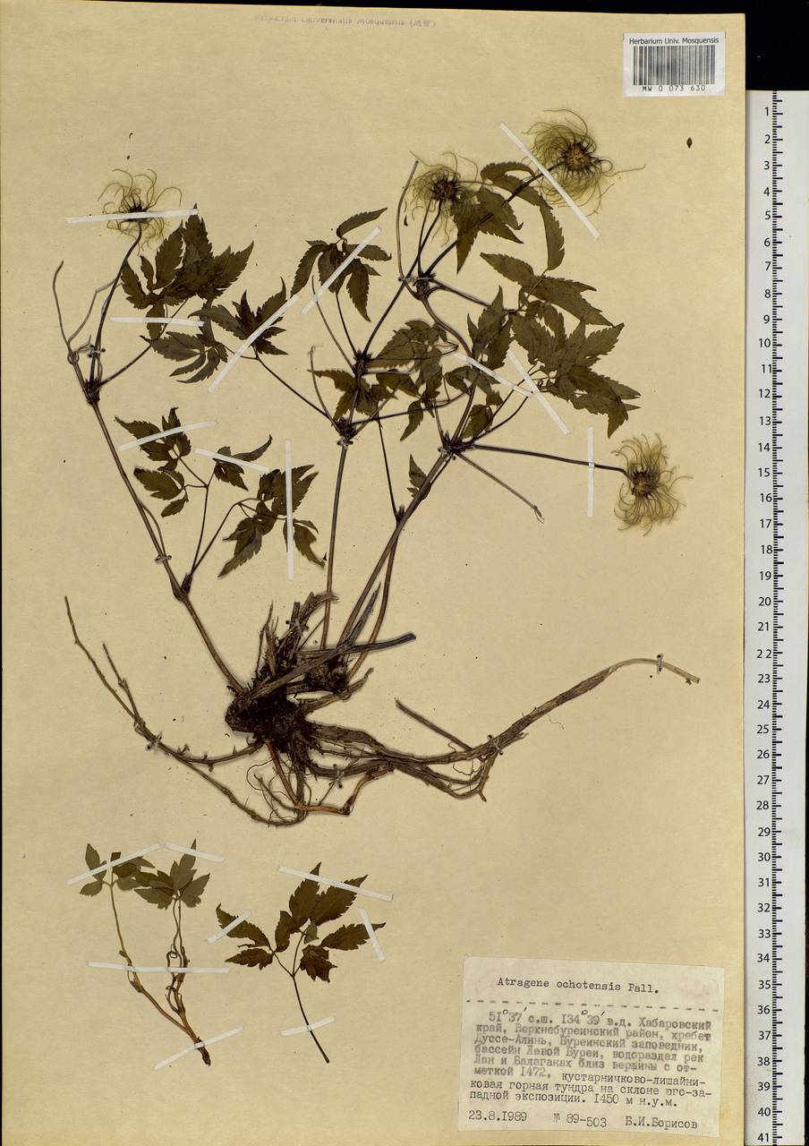 Clematis ochotensis (Pall.) Poir., Siberia, Russian Far East (S6) (Russia)