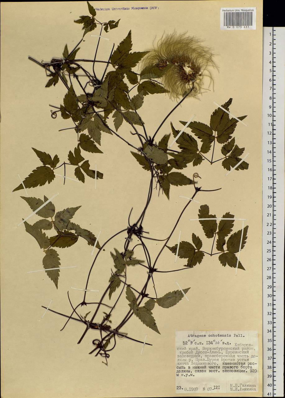 Clematis ochotensis (Pall.) Poir., Siberia, Russian Far East (S6) (Russia)