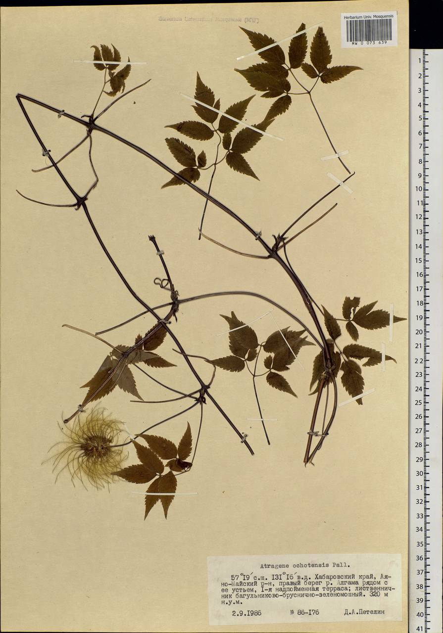 Clematis ochotensis (Pall.) Poir., Siberia, Russian Far East (S6) (Russia)