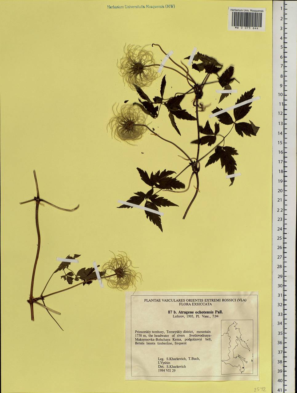 Clematis ochotensis (Pall.) Poir., Siberia, Russian Far East (S6) (Russia)