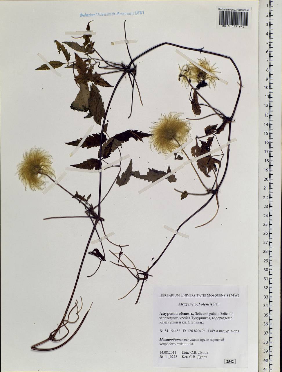 Clematis ochotensis (Pall.) Poir., Siberia, Russian Far East (S6) (Russia)