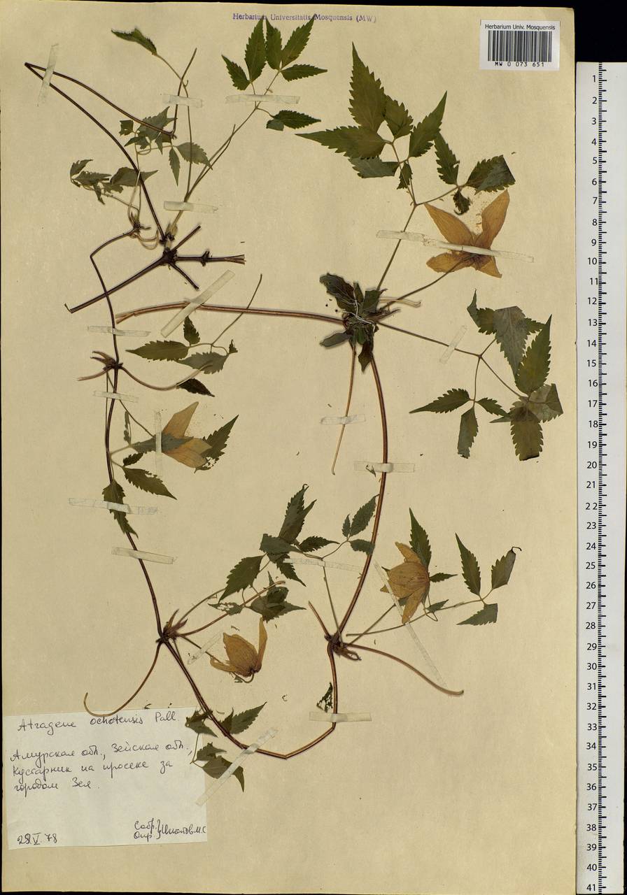 Clematis ochotensis (Pall.) Poir., Siberia, Russian Far East (S6) (Russia)