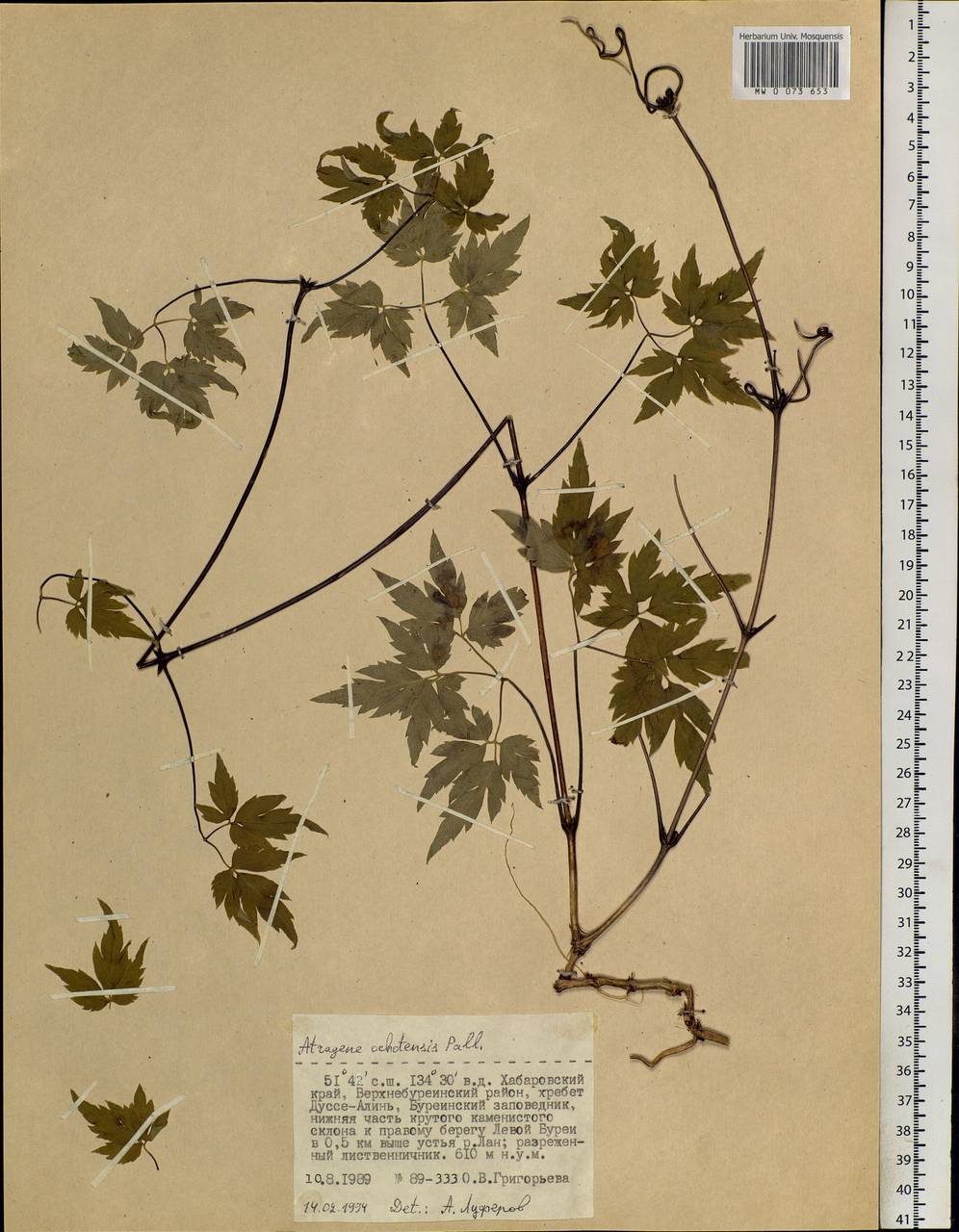 Clematis ochotensis (Pall.) Poir., Siberia, Russian Far East (S6) (Russia)