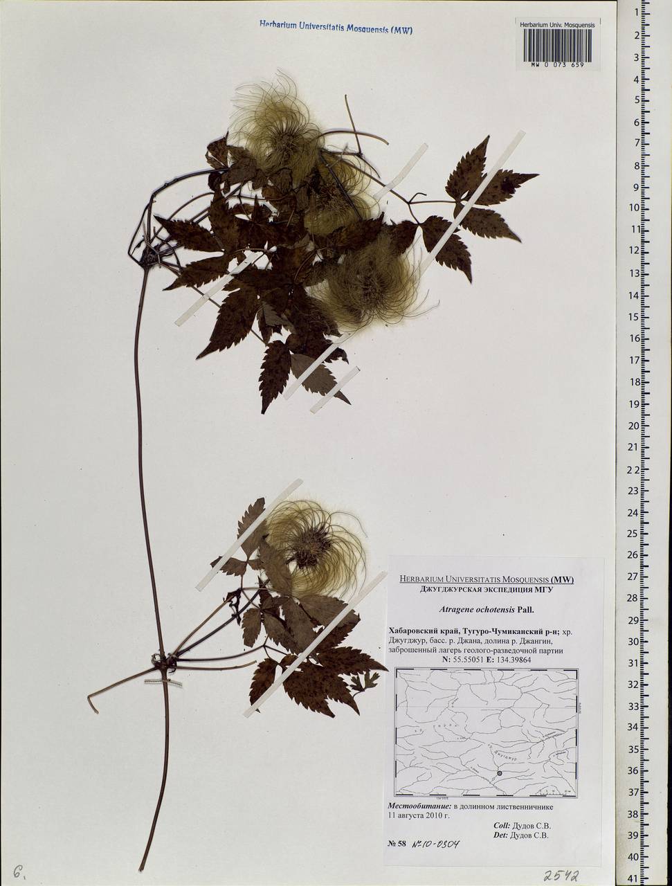 Clematis ochotensis (Pall.) Poir., Siberia, Russian Far East (S6) (Russia)