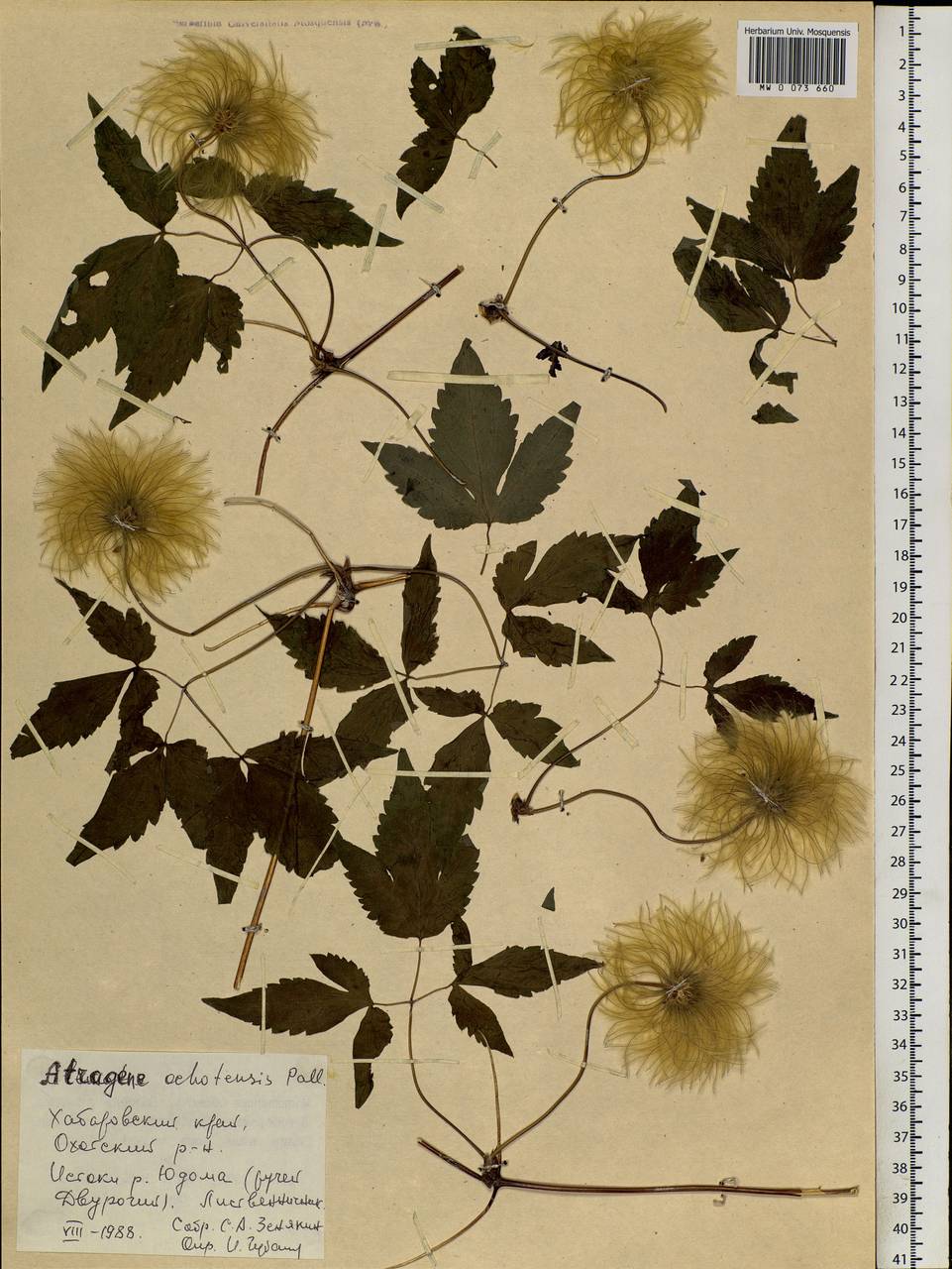 Clematis ochotensis (Pall.) Poir., Siberia, Russian Far East (S6) (Russia)