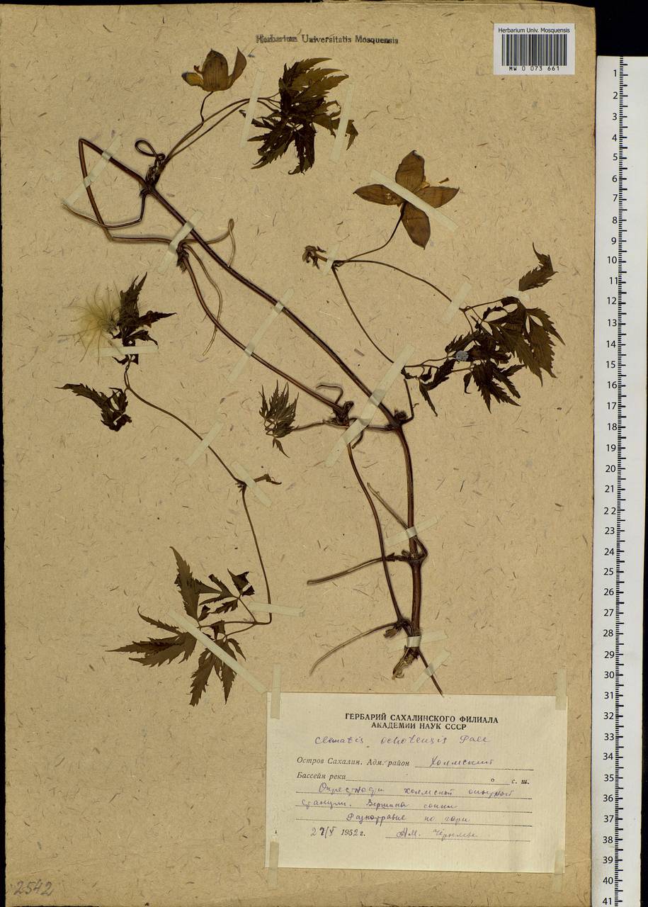 Clematis ochotensis (Pall.) Poir., Siberia, Russian Far East (S6) (Russia)