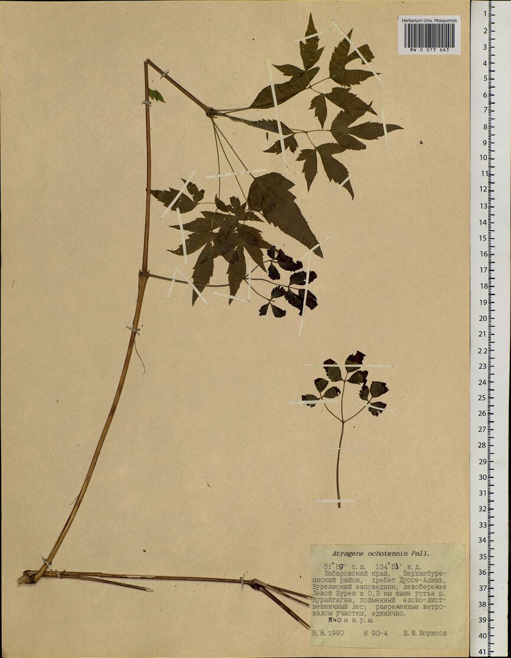 Clematis ochotensis (Pall.) Poir., Siberia, Russian Far East (S6) (Russia)