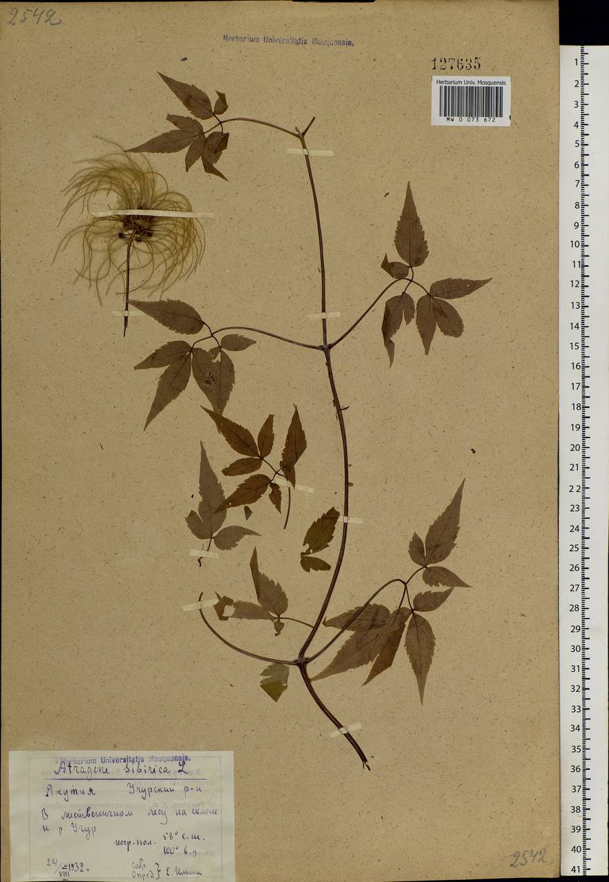 Clematis ochotensis (Pall.) Poir., Siberia, Yakutia (S5) (Russia)