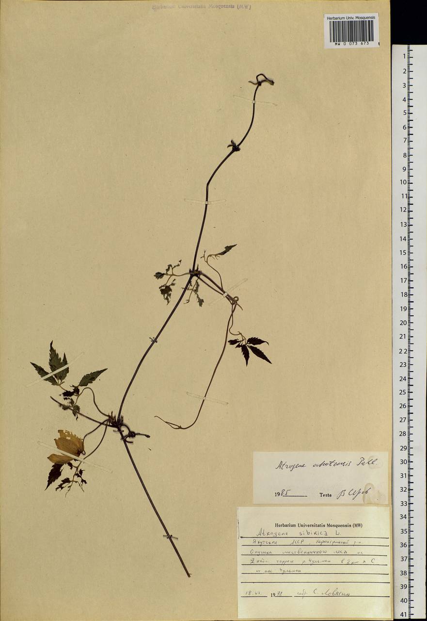 Clematis ochotensis (Pall.) Poir., Siberia, Yakutia (S5) (Russia)