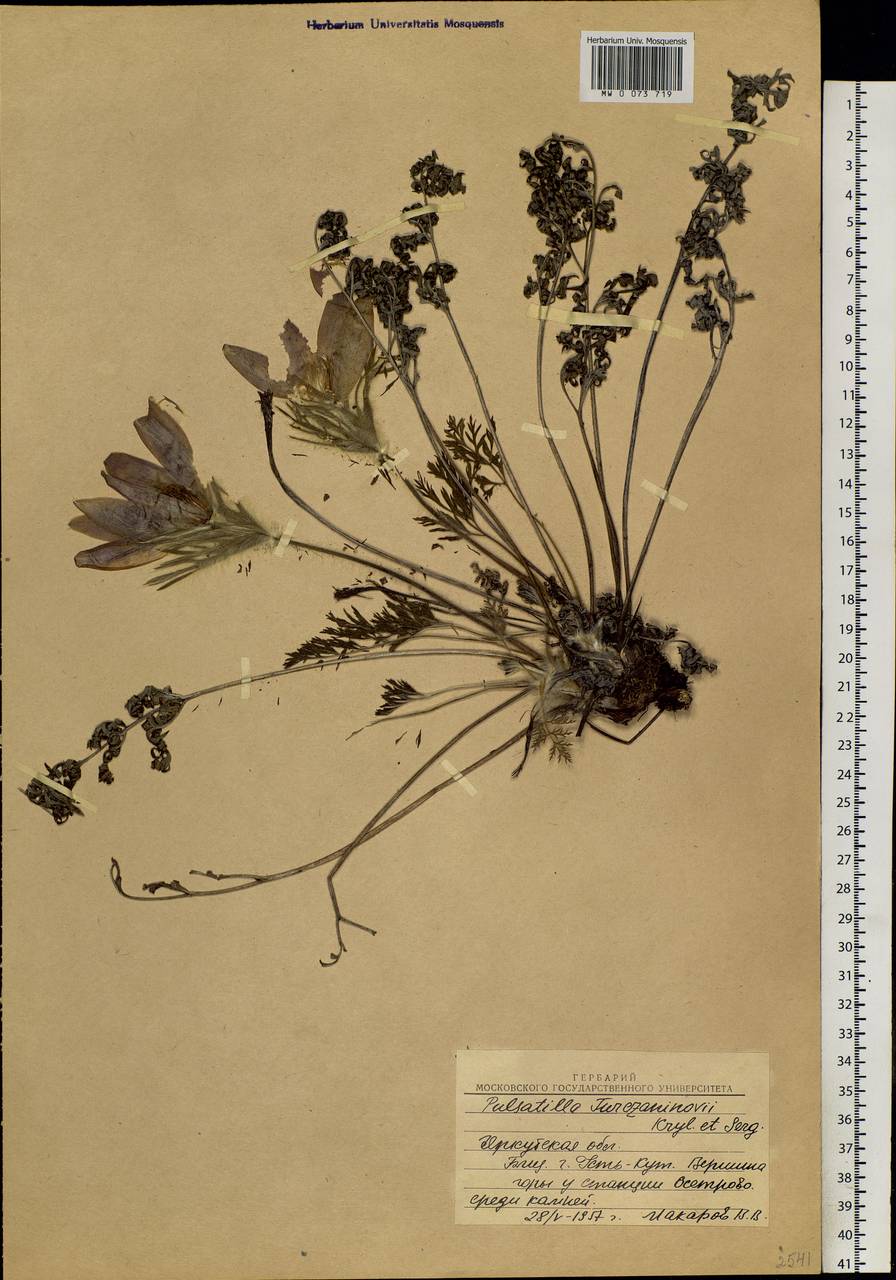 Pulsatilla turczaninovii Krylov & Serg., Siberia, Baikal & Transbaikal region (S4) (Russia)